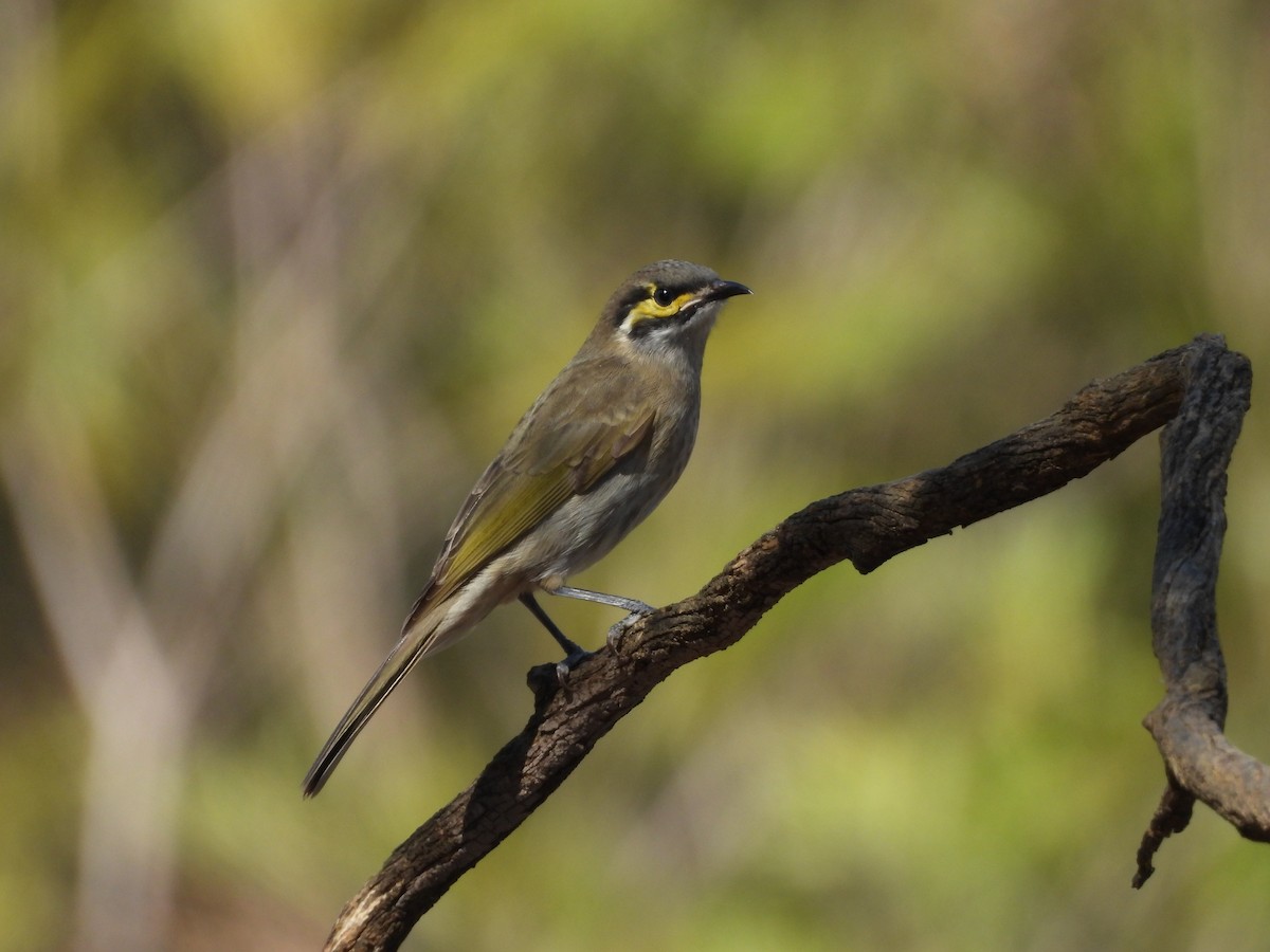 Yellow-faced Honeyeater - ML616356370