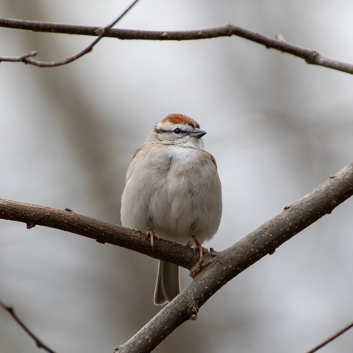 Chipping Sparrow - ML616356376