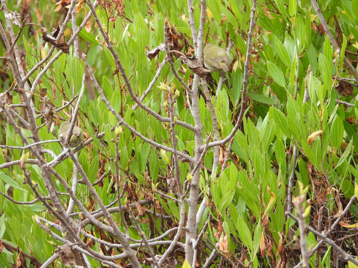 Abyssinian White-eye - ML616356405