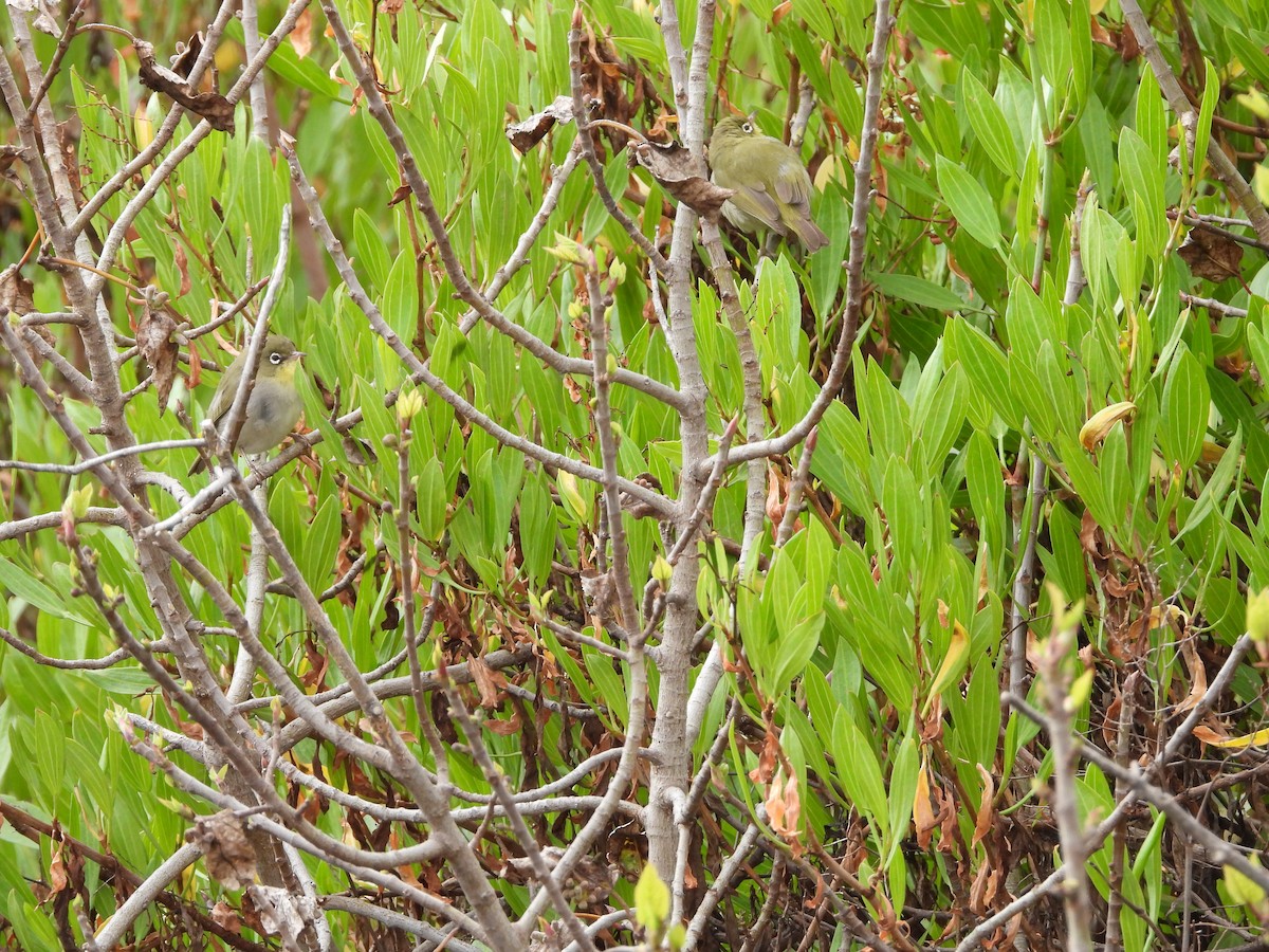 Abyssinian White-eye - ML616356407