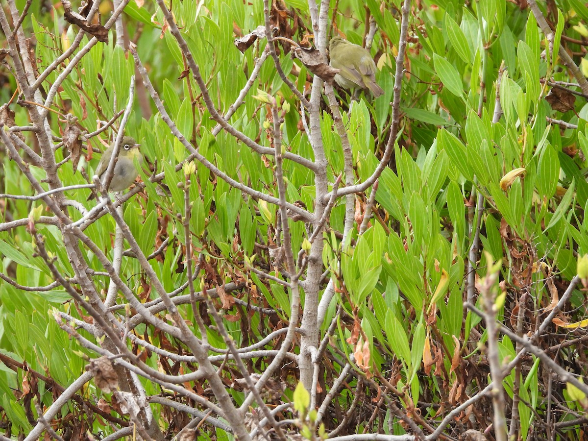 Abyssinian White-eye - ML616356409