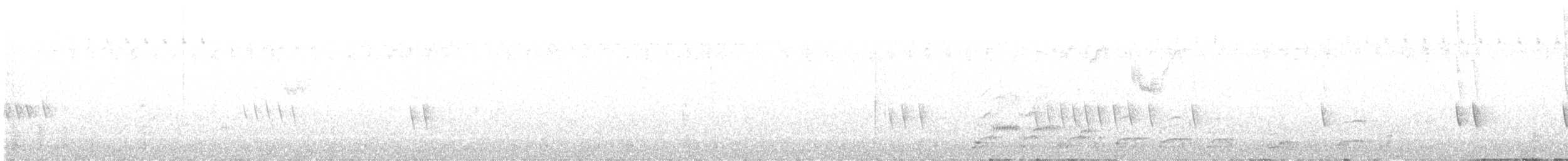 Pied Cormorant - ML616356411