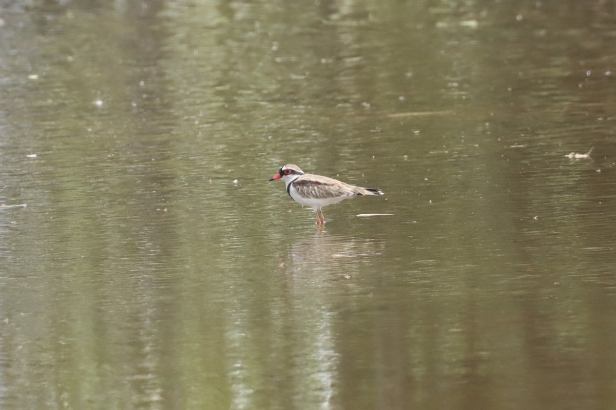 Black-fronted Dotterel - ML616356423