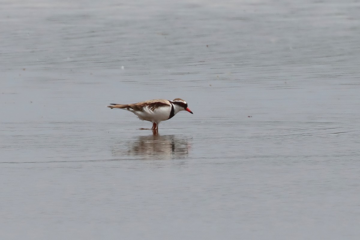 Black-fronted Dotterel - ML616356424