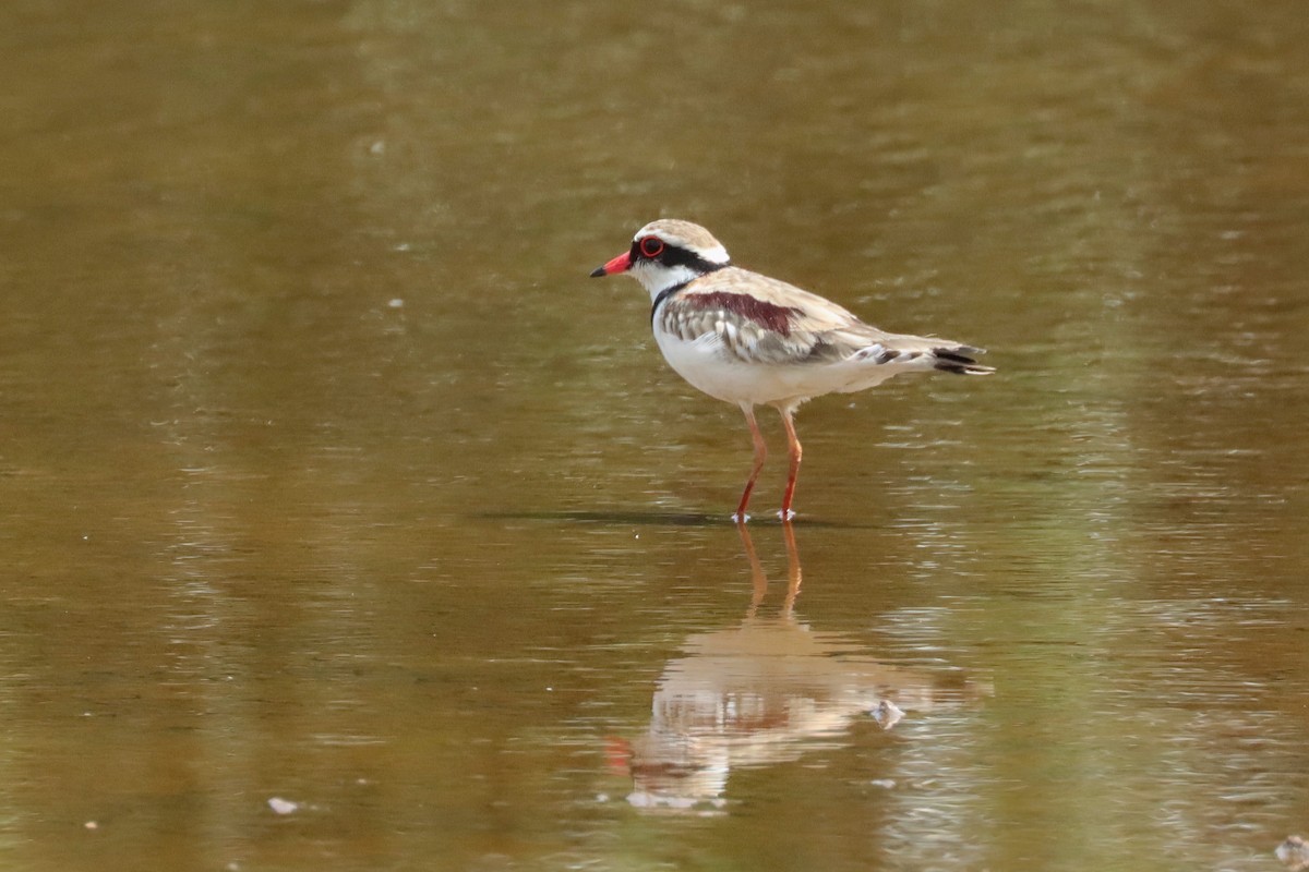 Black-fronted Dotterel - ML616356426