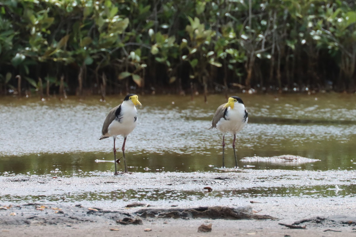 Masked Lapwing - ML616356441