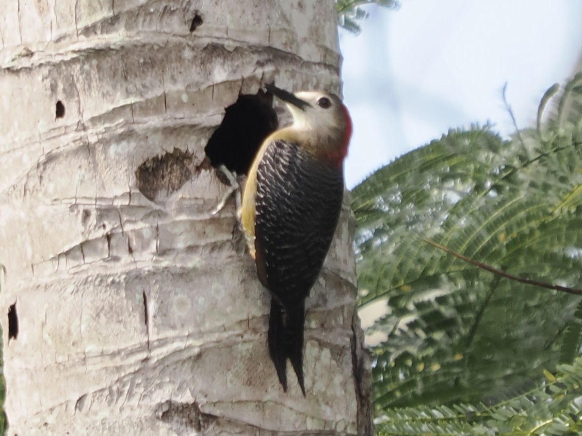 Jamaican Woodpecker - ML616356475