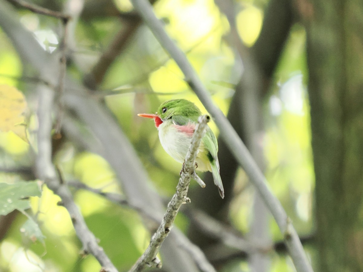 Jamaican Tody - ML616356484