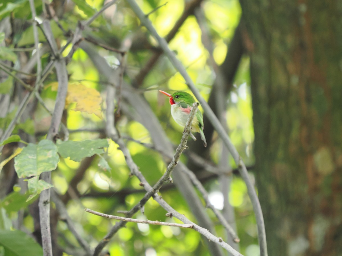 Jamaican Tody - ML616356491