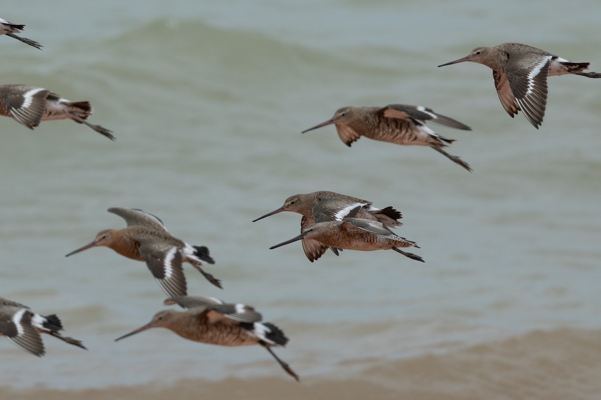 Asian Dowitcher - ML616356516