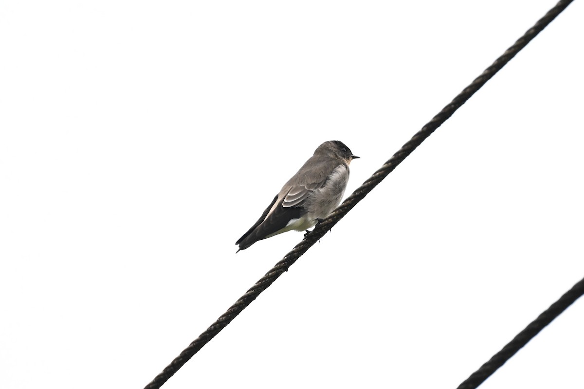 Southern Rough-winged Swallow - ML616356533