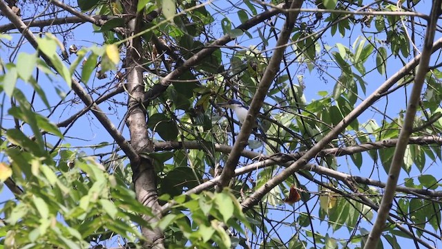 Rufous-lored Kingfisher - ML616356545