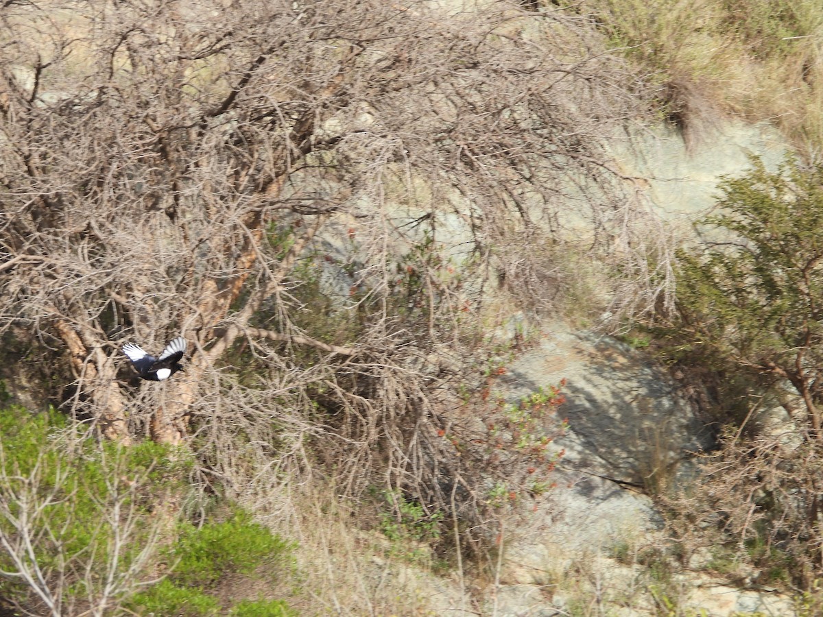 Asir Magpie - ML616356554