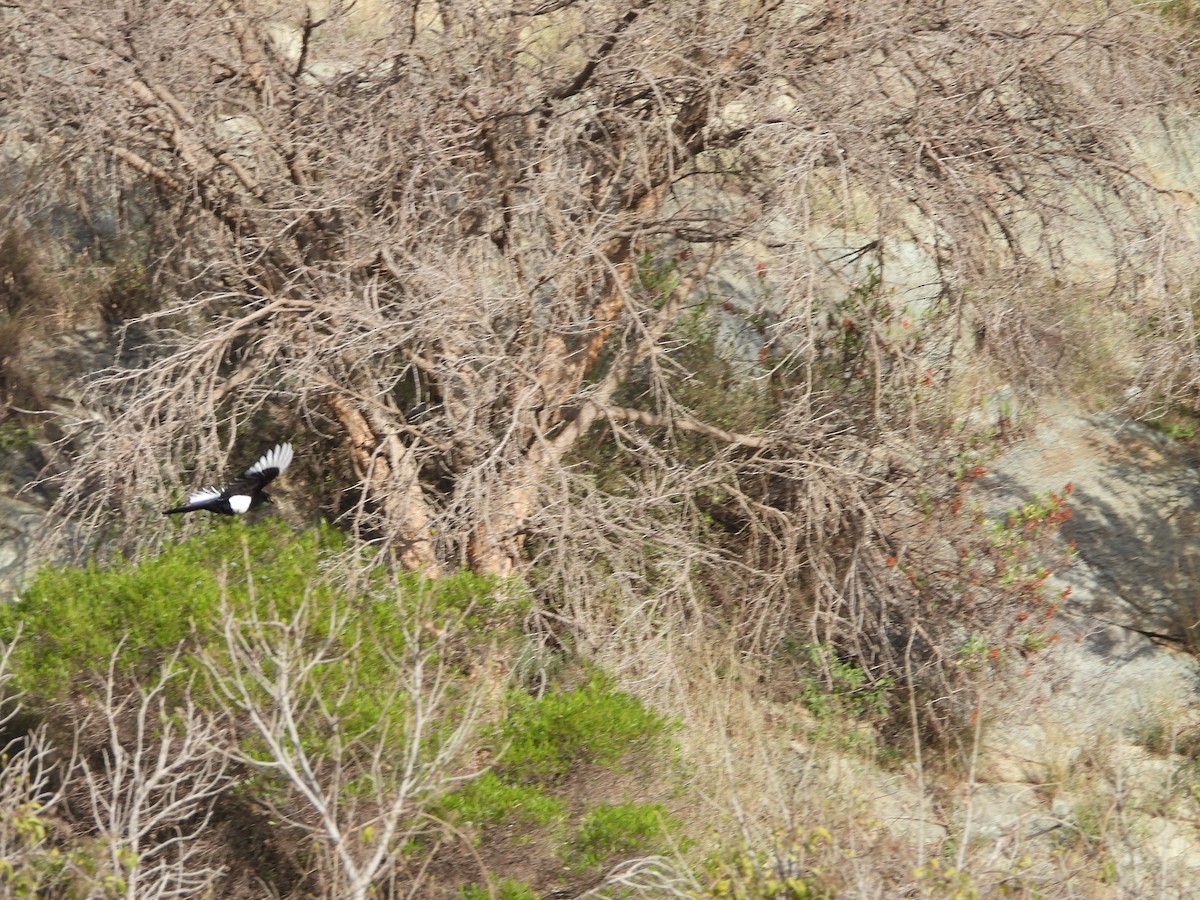 Asir Magpie - ML616356557