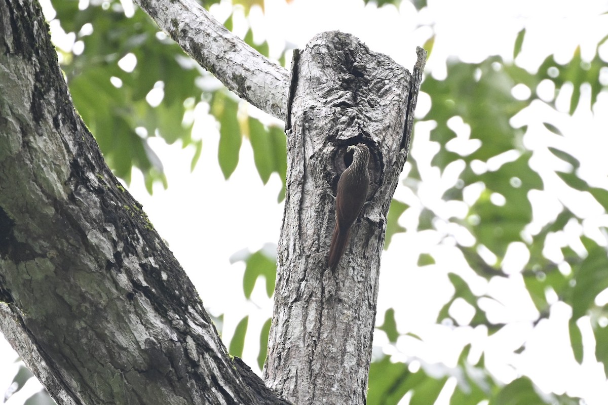 Streak-headed Woodcreeper - ML616356562