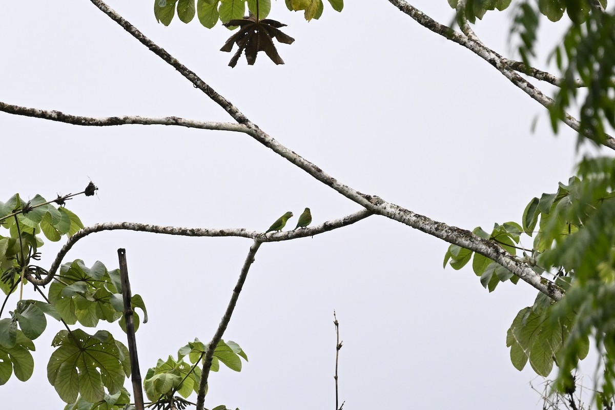 Orange-chinned Parakeet - ML616356594