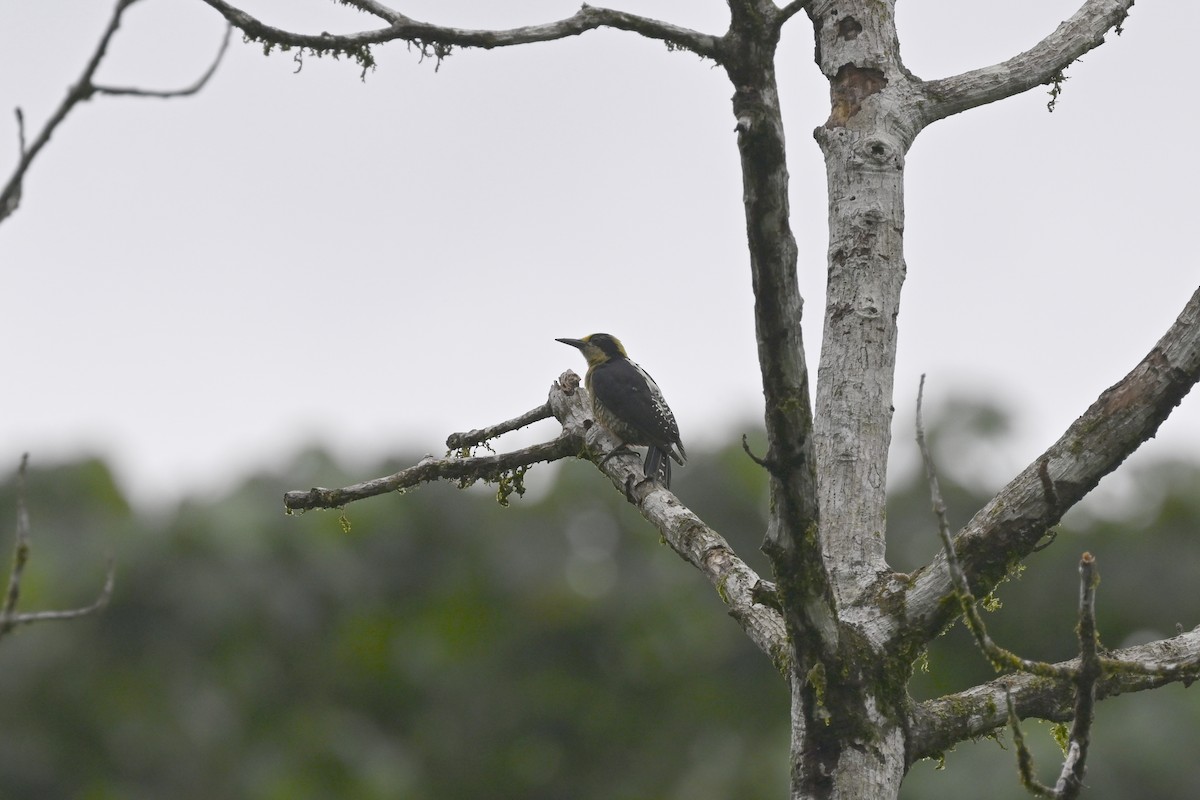 Golden-naped Woodpecker - ML616356608
