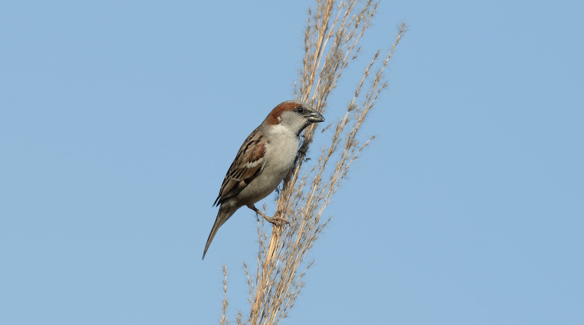 Sind Sparrow - Sunil Kini