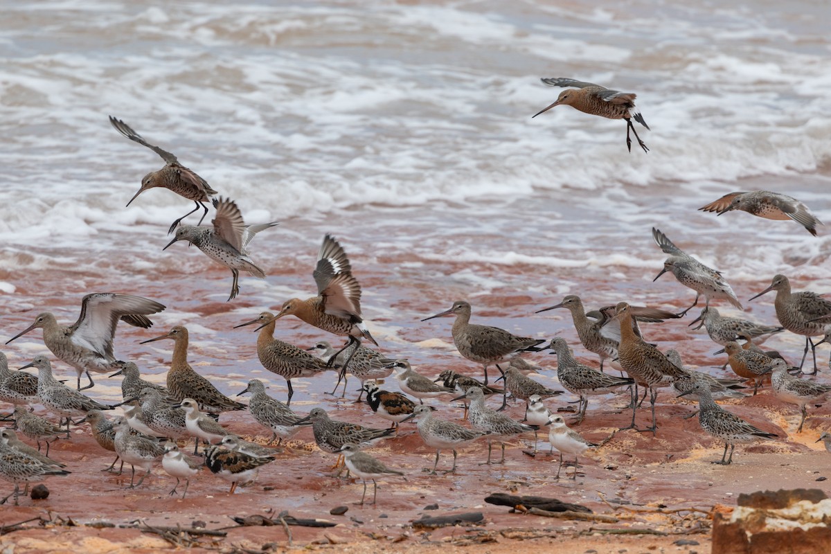 Ruddy Turnstone - ML616356627