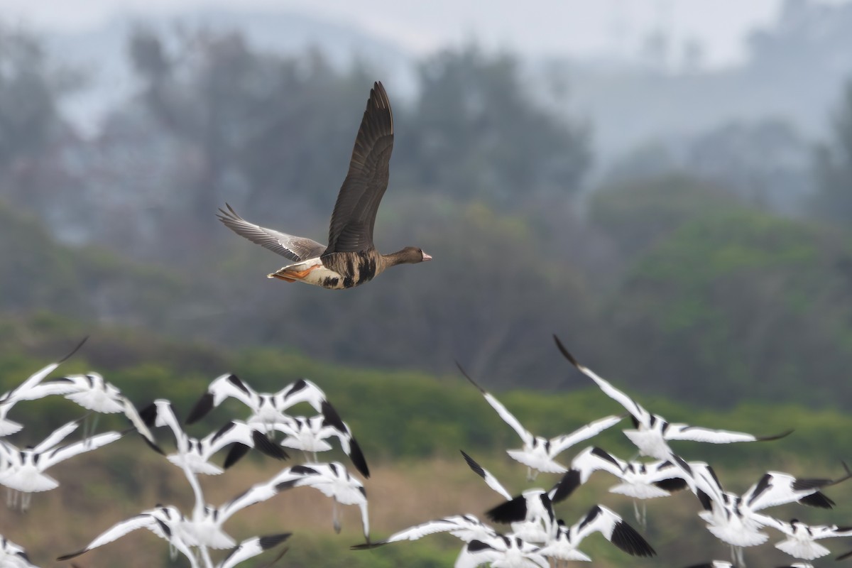 Greater White-fronted Goose - Noah Konopny Cohen