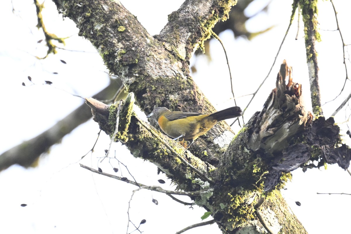 Scarlet-rumped Tanager (Cherrie's) - ML616356638