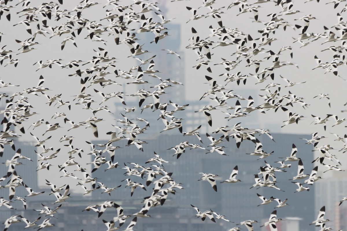 Pied Avocet - ML616356648