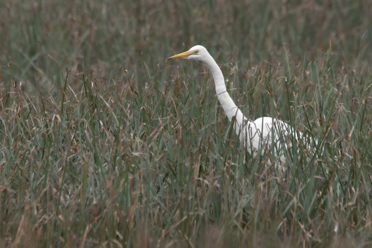 Medium Egret - Noah Konopny Cohen