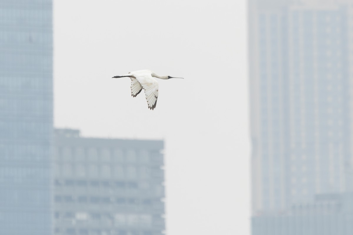 Black-faced Spoonbill - ML616356652