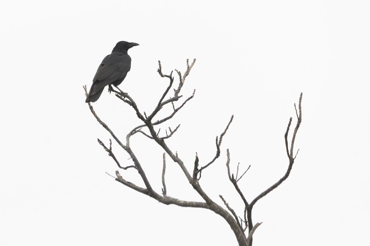 Carrion Crow - ML616356655