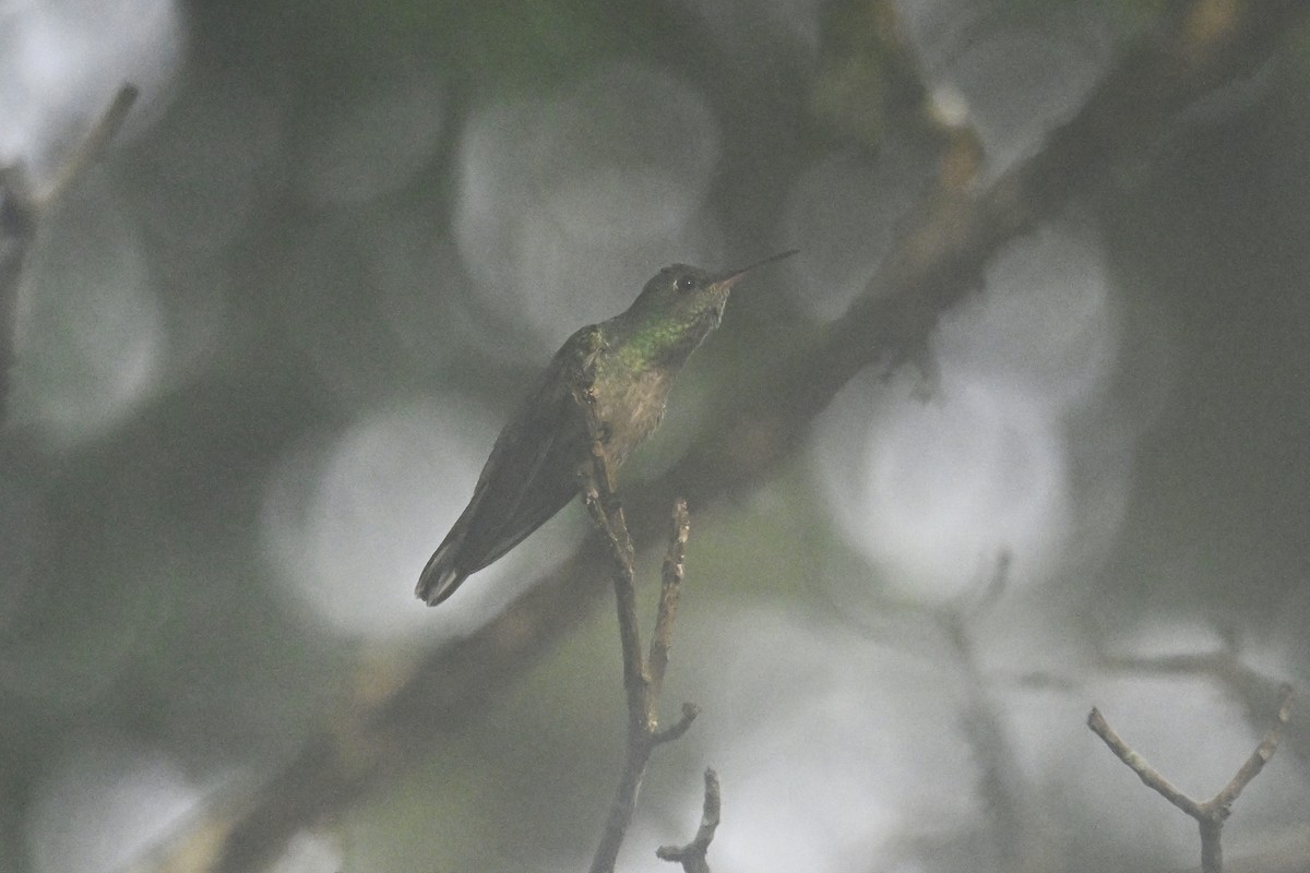 Charming Hummingbird - ML616356657
