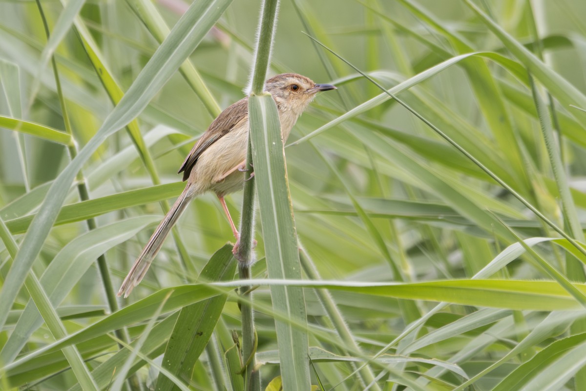 Plain Prinia - ML616356658