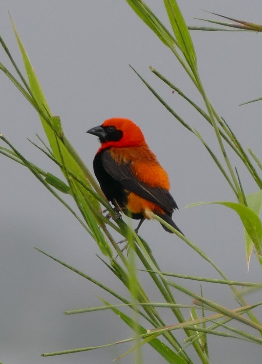 Black-winged Bishop - ML616356680