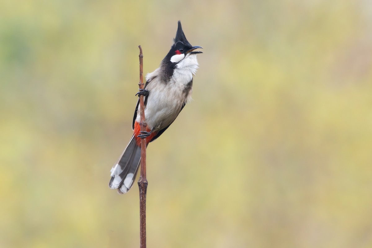 Red-whiskered Bulbul - ML616356683