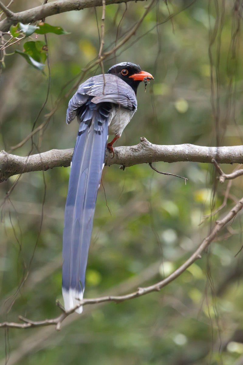 Red-billed Blue-Magpie - Noah Konopny Cohen