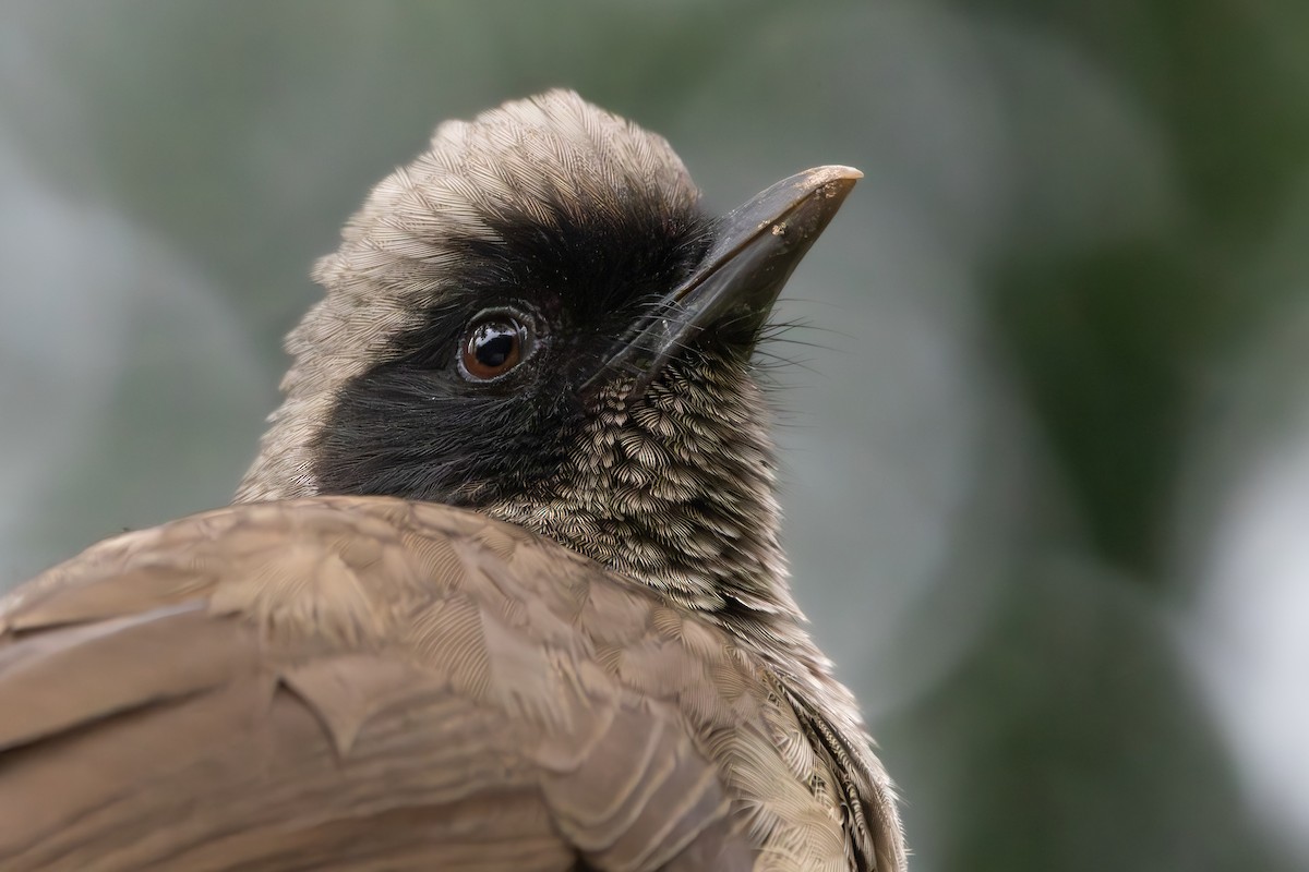 Masked Laughingthrush - ML616356701