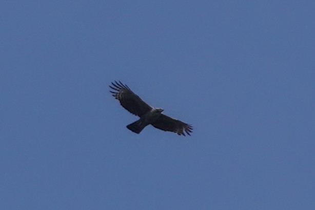 Mountain Hawk-Eagle - Shih-Chun Huang