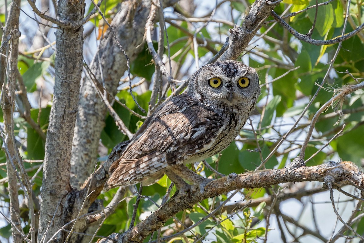 Western Screech-Owl - ML61635671