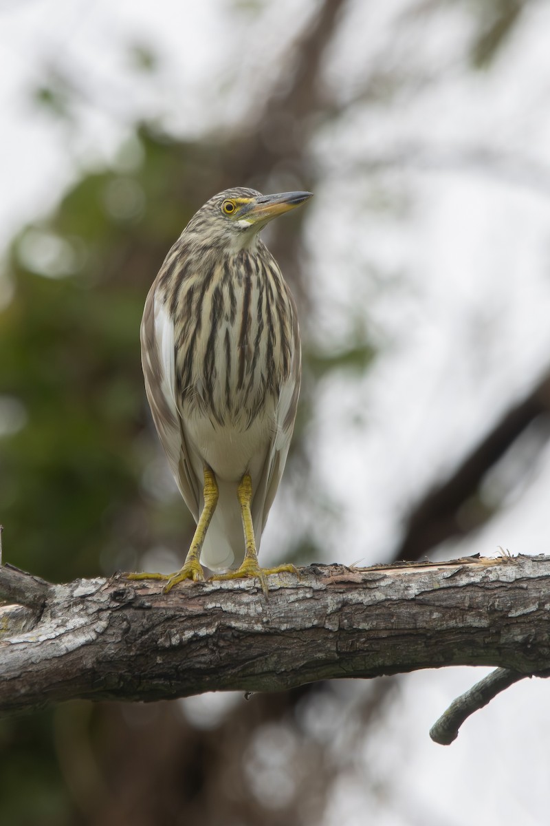 Chinese Pond-Heron - ML616356723