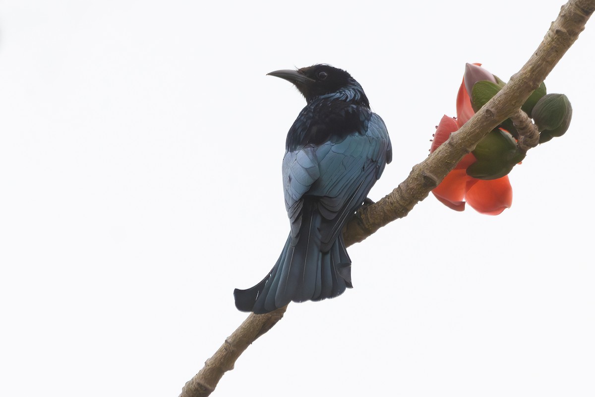 Hair-crested Drongo - ML616356724