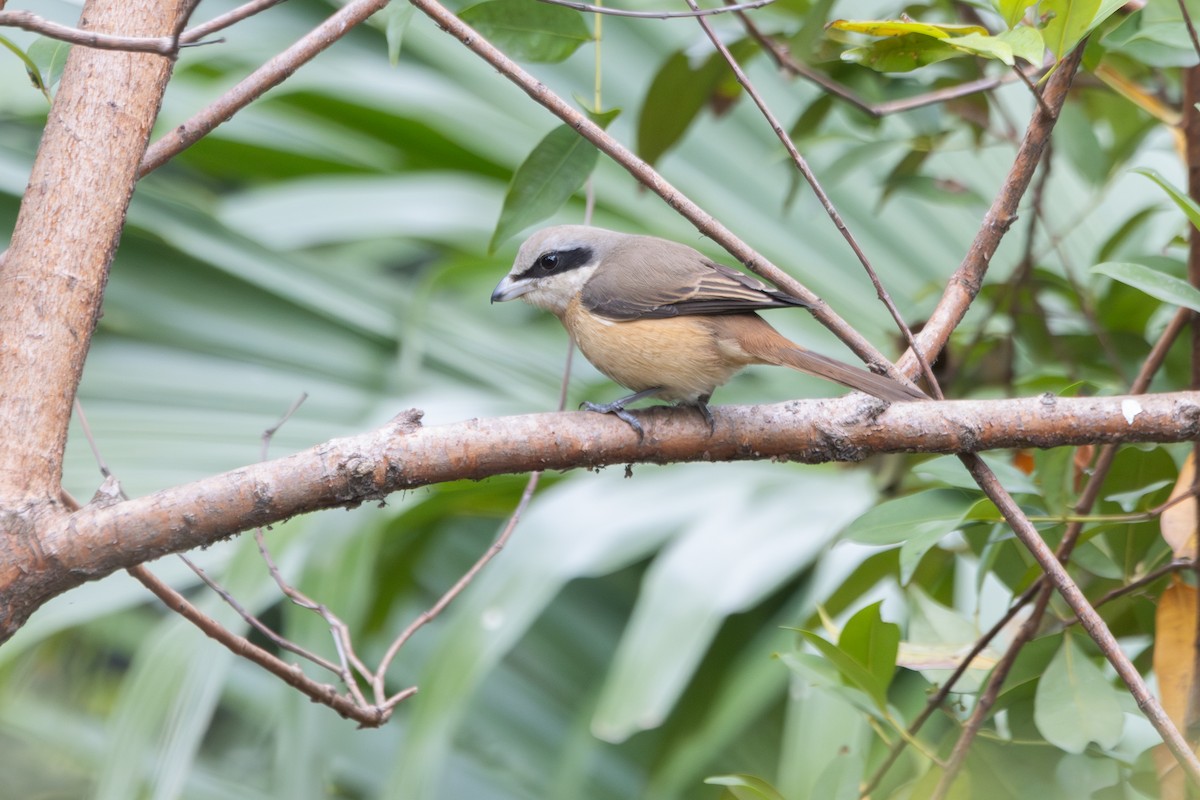 Brown Shrike - ML616356741