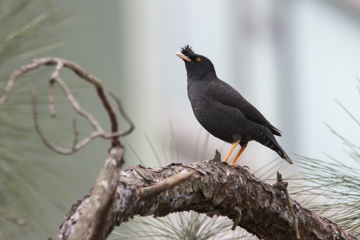 Crested Myna - Noah Konopny Cohen