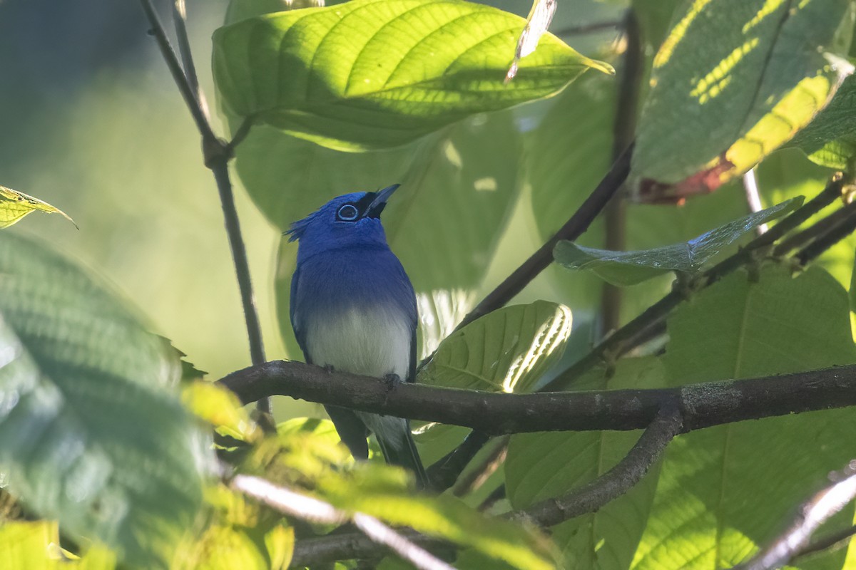 Short-crested Monarch - ML616356811