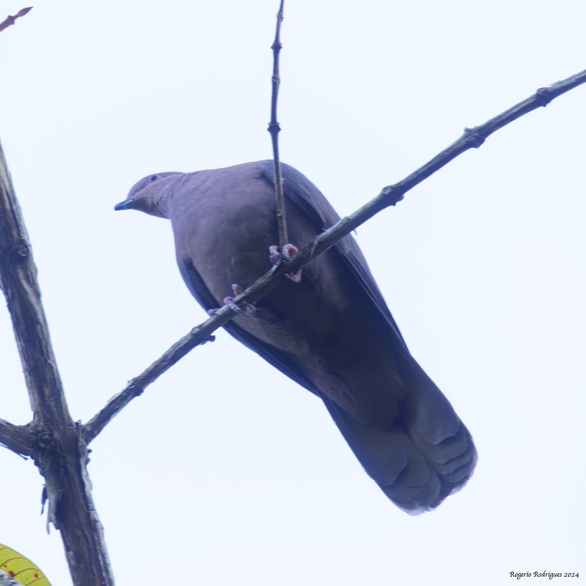 holub krátkozobý - ML616356826