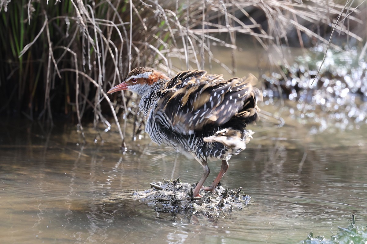 Buff-banded Rail - ML616356837