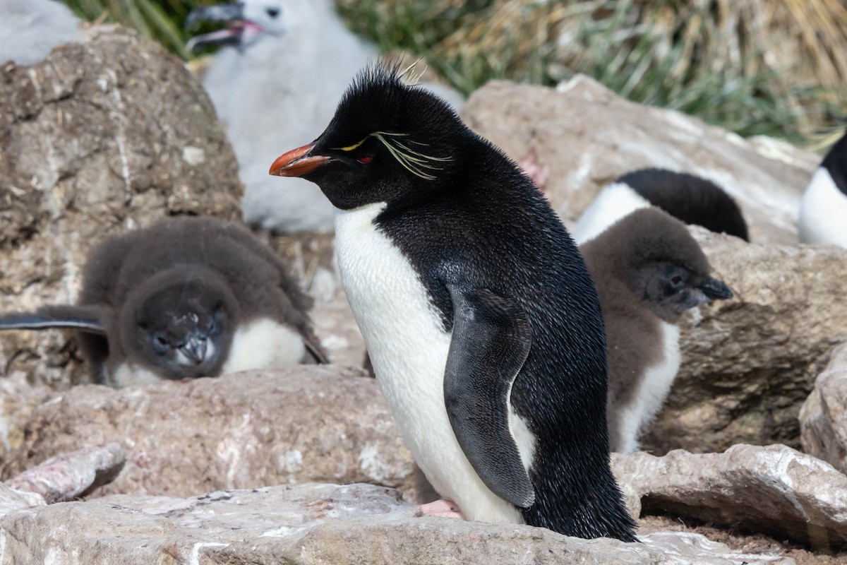 Southern Rockhopper Penguin - Yehiel Engel