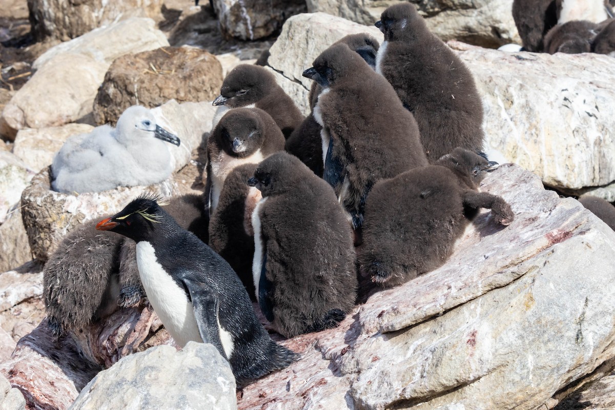 Southern Rockhopper Penguin - ML616356850