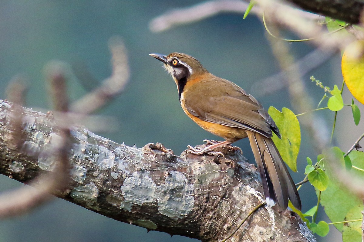 Greater Necklaced Laughingthrush - ML616356871