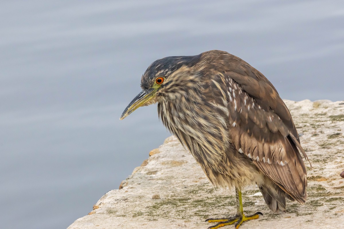 Black-crowned Night Heron - ML616356882