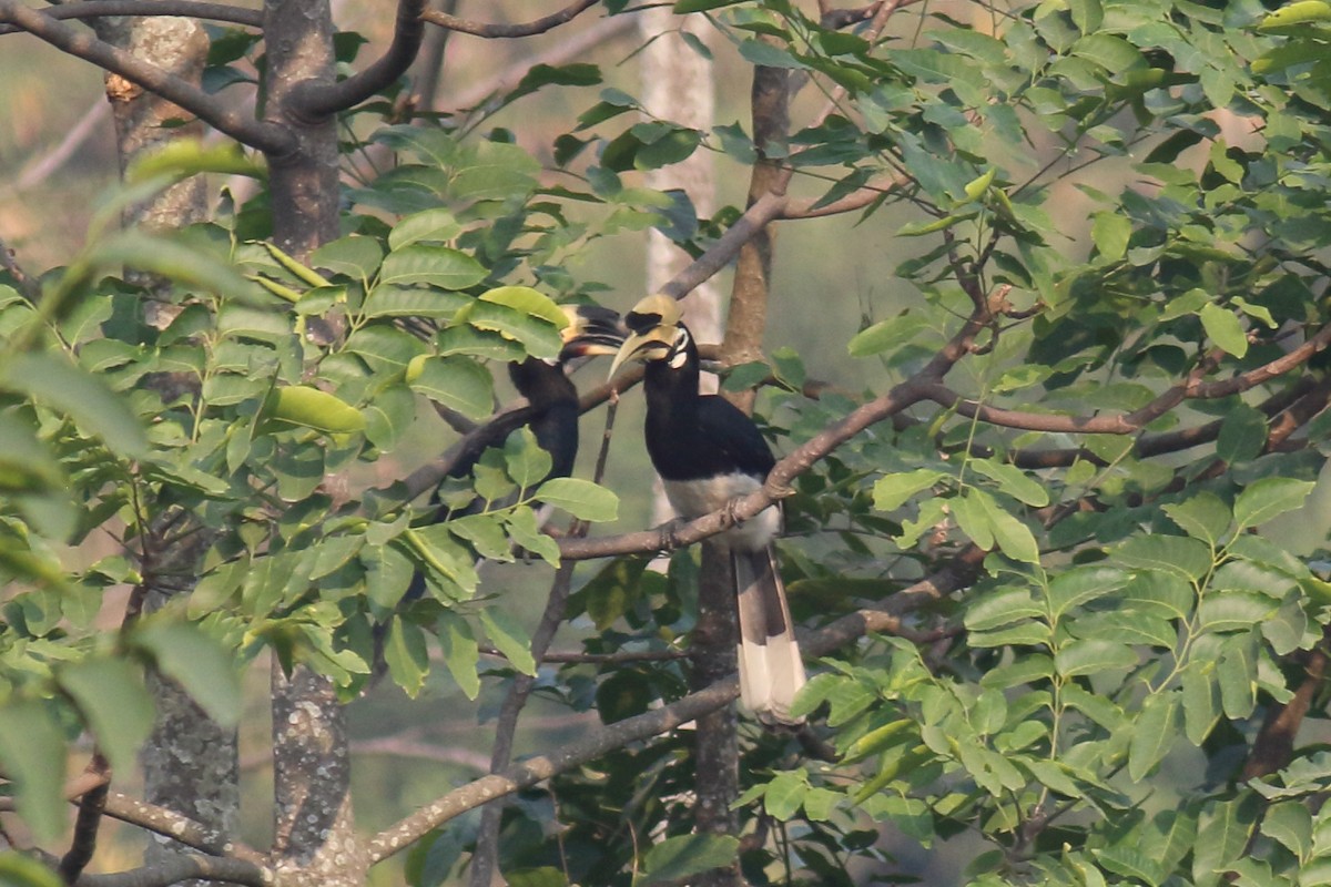 Oriental Pied-Hornbill - ML616356883