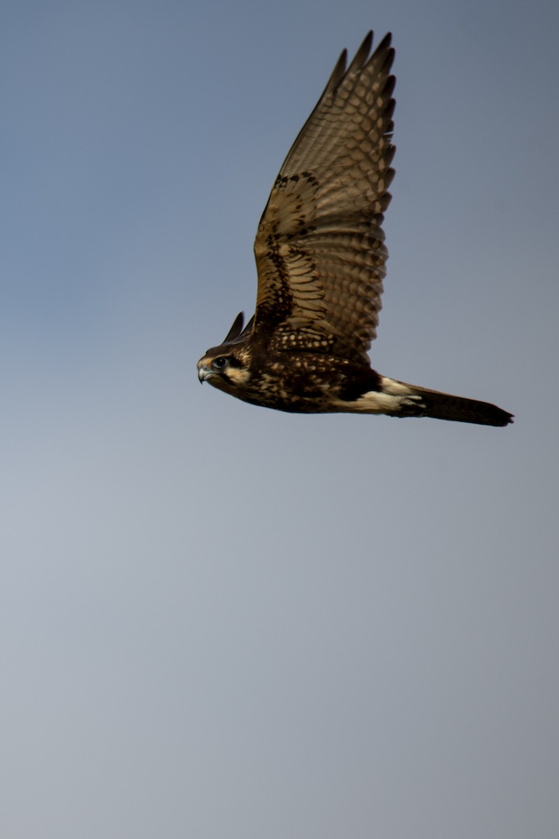 Brown Falcon - Andy&Meg Crawford